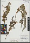 Foto von Salix alba subsp. vitellina (L.) Arcang. x Salix babylonica L.
